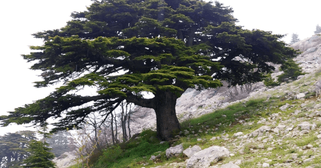 Libanon lezing door Wil Boetzkes